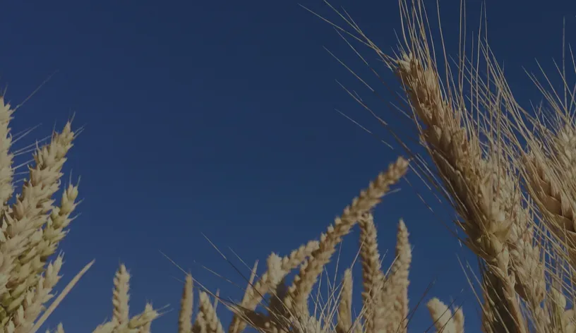 Close-up of golden wheat stalks in a field with a clear blue sky in the background.